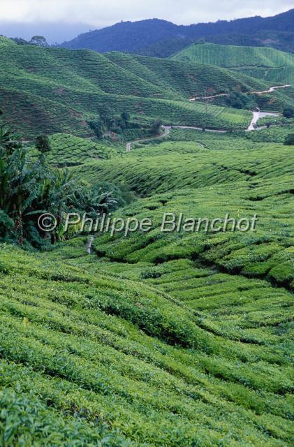 malaisie 18.JPG - Plantations de théCameron HighlandsPerak, Malaisie